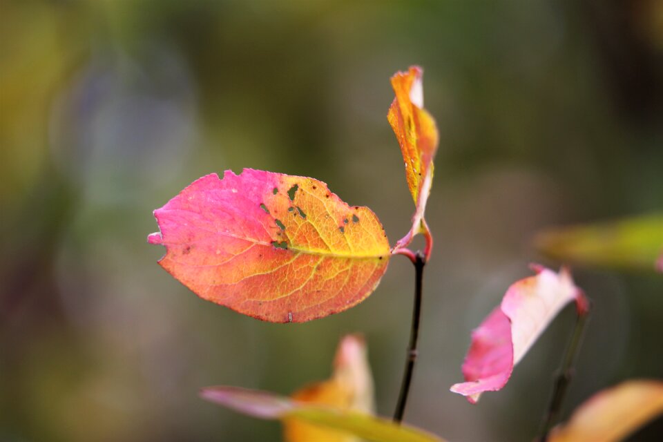 Autumn nature outdoor