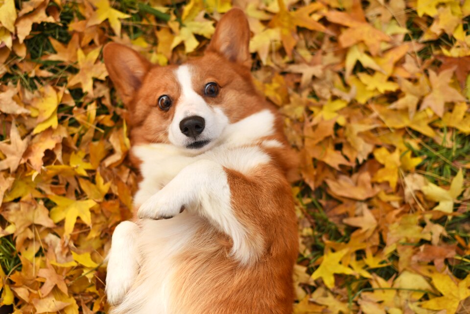Pets dog Free photos