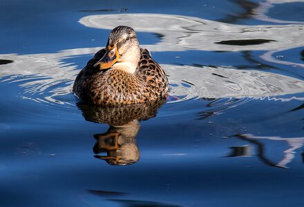 Duck bird swim bird