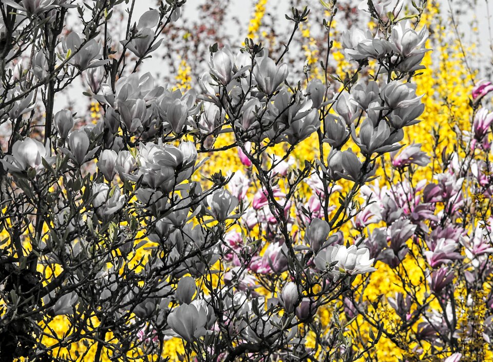 Bloom white ornamental photo