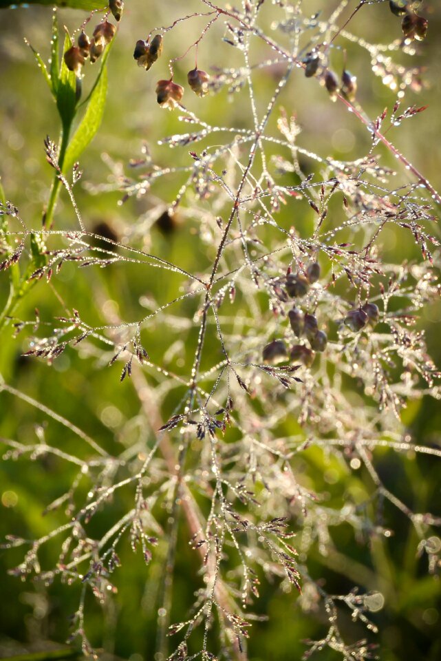Green dewdrop meadow
