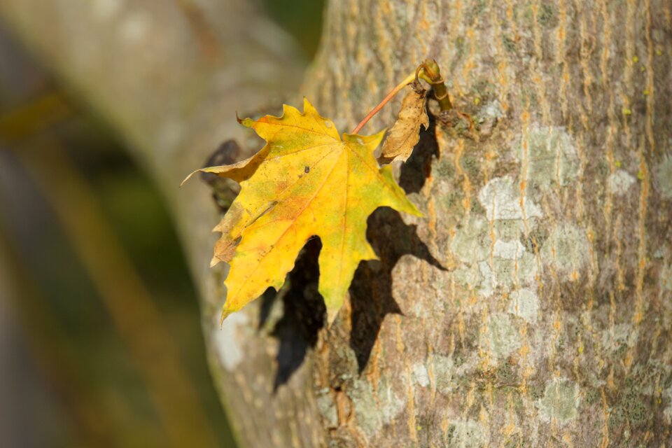 Tree tribe leaf