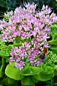 Inflorescence purple flowers honey bee photo