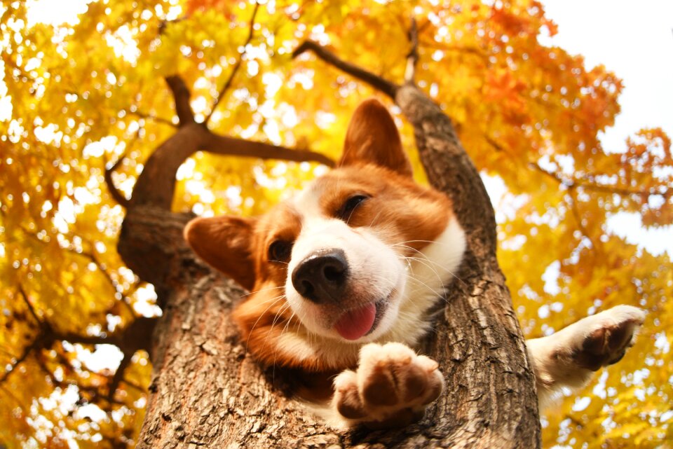 Pets dog Free photos
