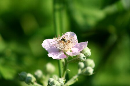 Bee flowers flower
