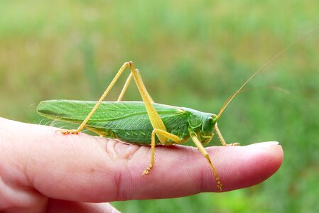 Animals finger hand