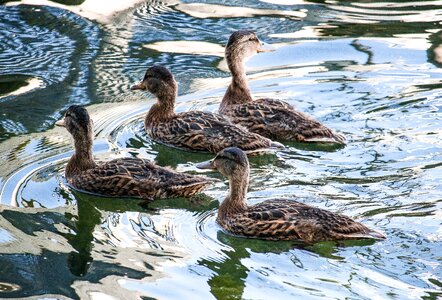 Water bird duck bird swim photo