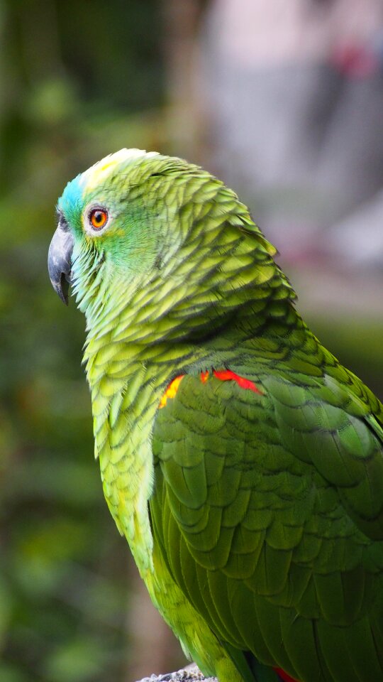 Green parrot animal world
