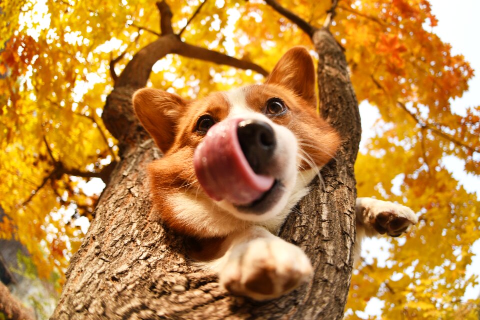 Pets dog Free photos