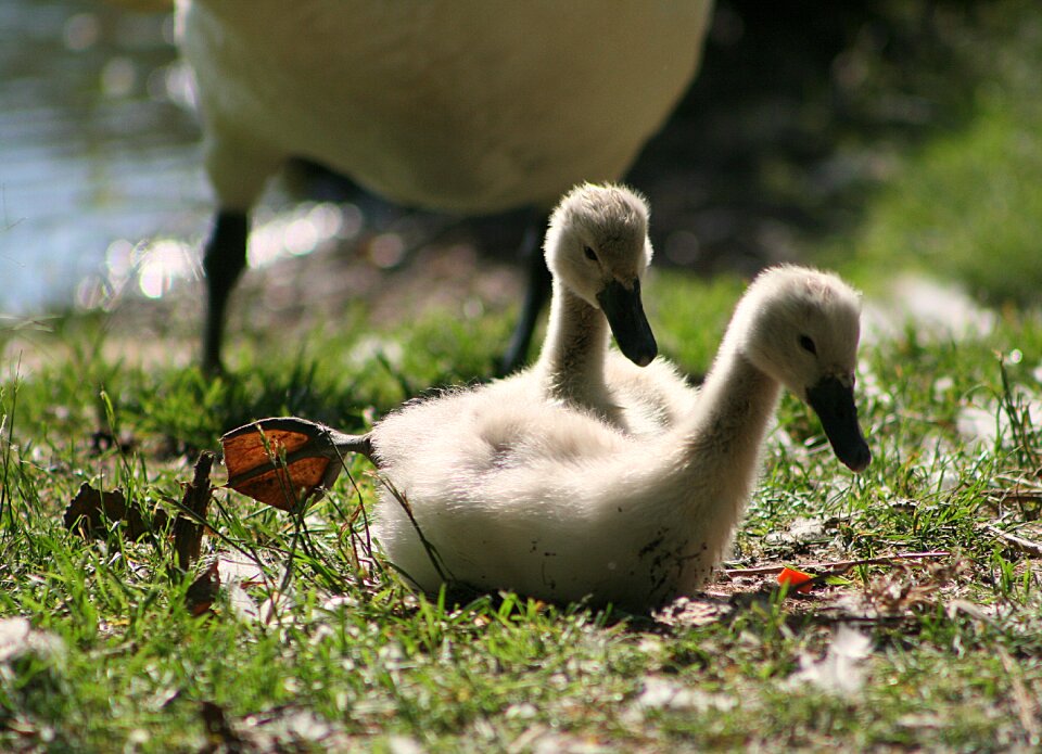 Lake poultry chicks