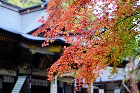The fall colors natural red
