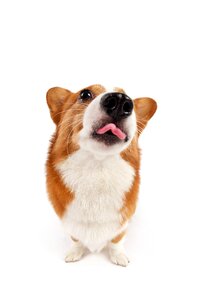 Pets dog Free photos
