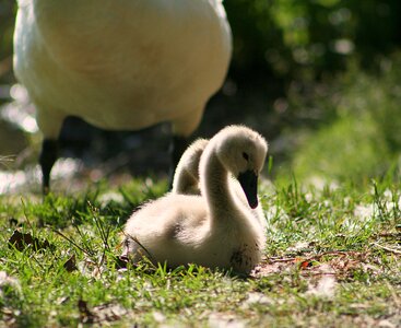 Lake poultry chicks