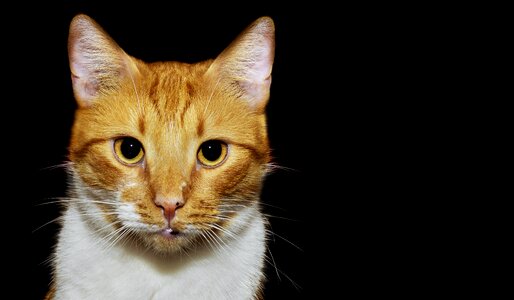 Animal portrait head to watch