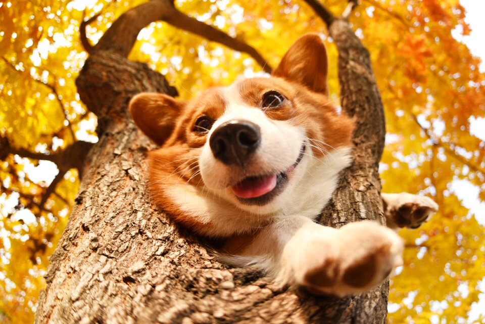 Pets dog Free photos