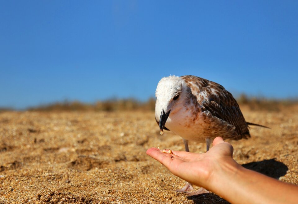 Nature bird seagull