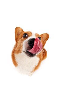 Pets dog Free photos
