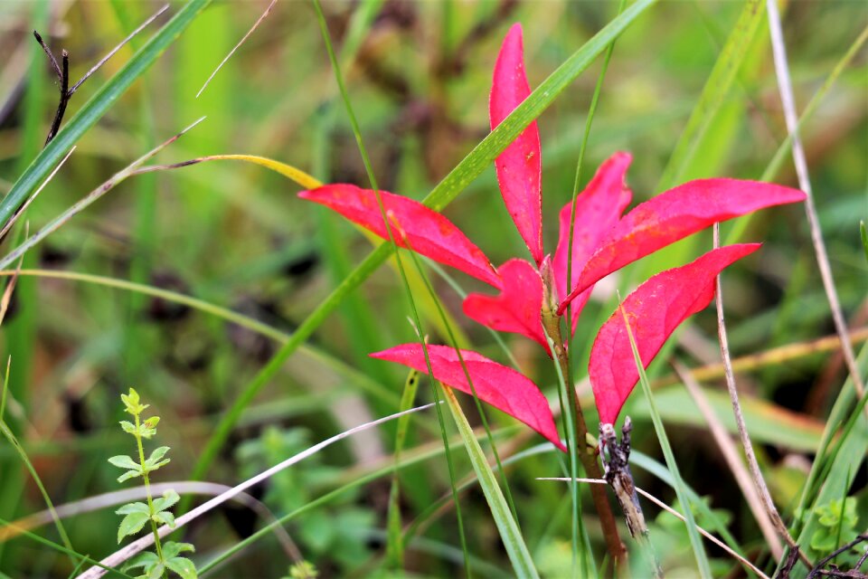 Green grass meadow nature
