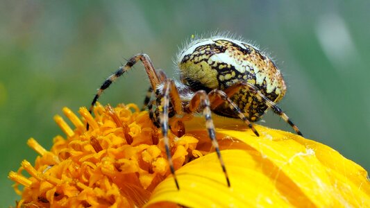 Arachnid pollen yellow
