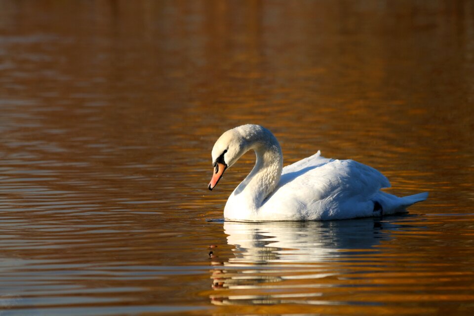 Water pond surface photo