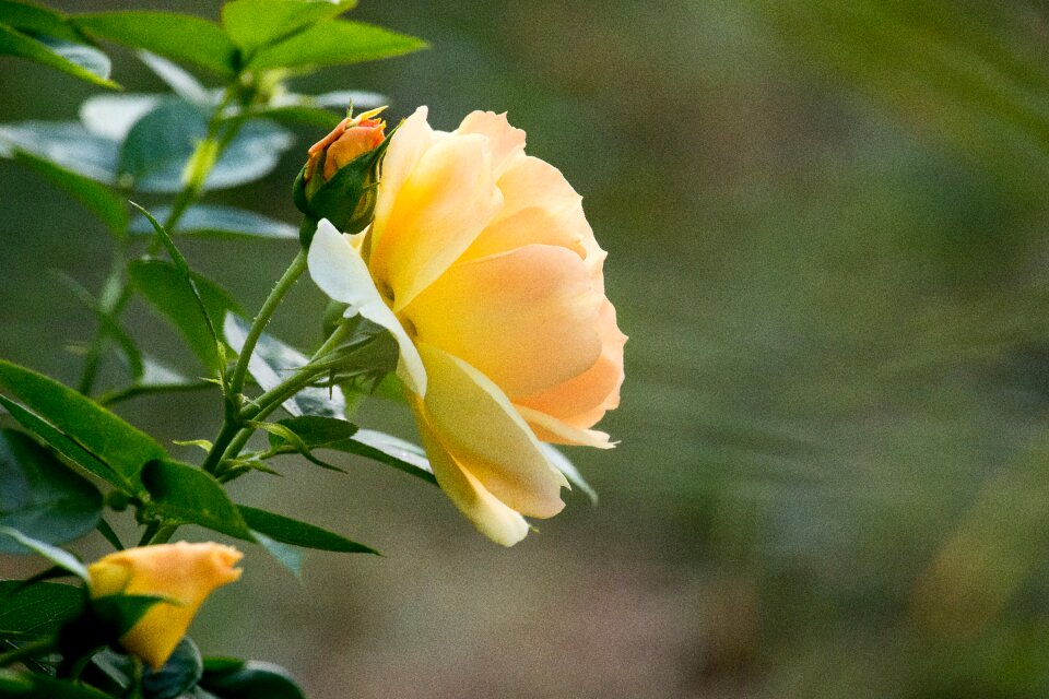 Ornamental plant flora blossom