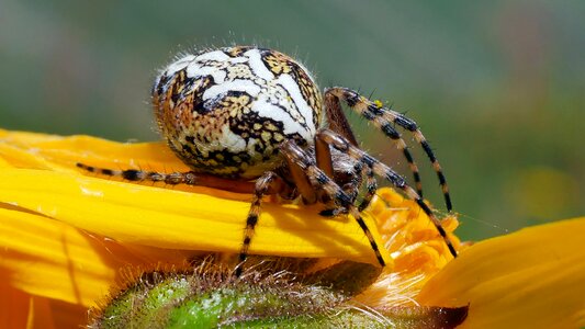 Arachnid pollen yellow photo