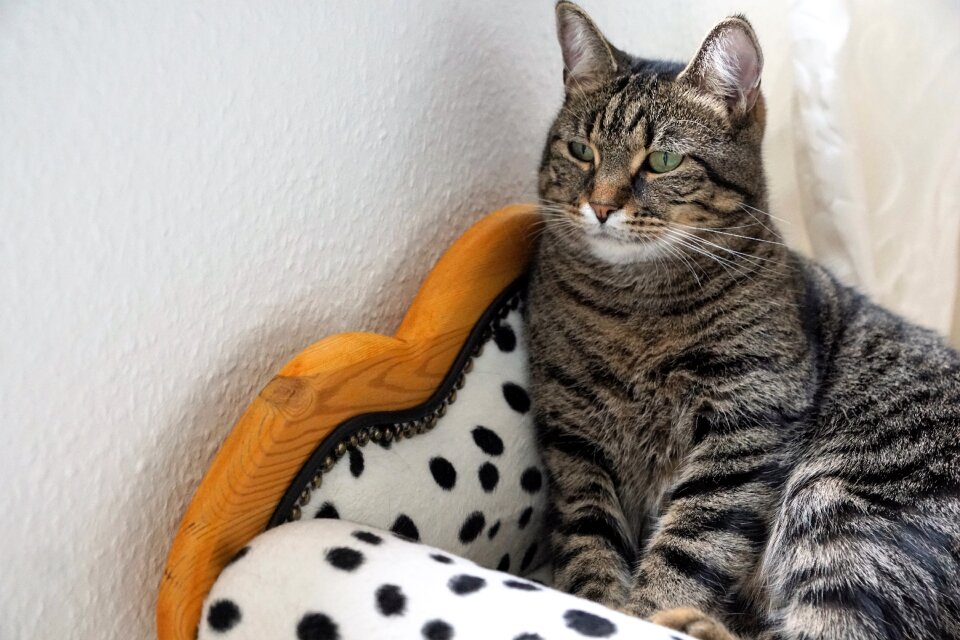 Domestic pet portrait