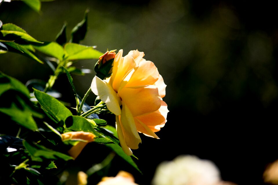 Ornamental plant flora blossom