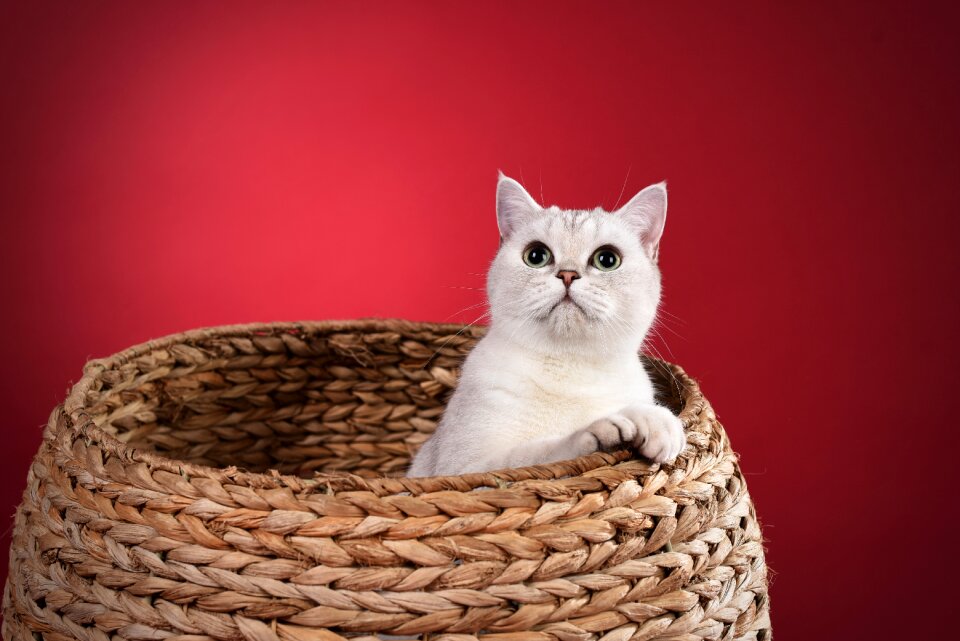 Pets cat Free photos