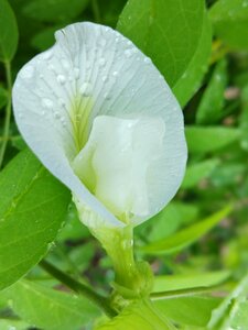 Cool white white flower