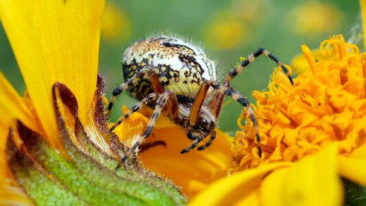 Arachnid pollen yellow