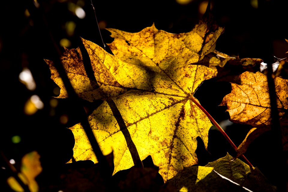 Fall color yellow nature