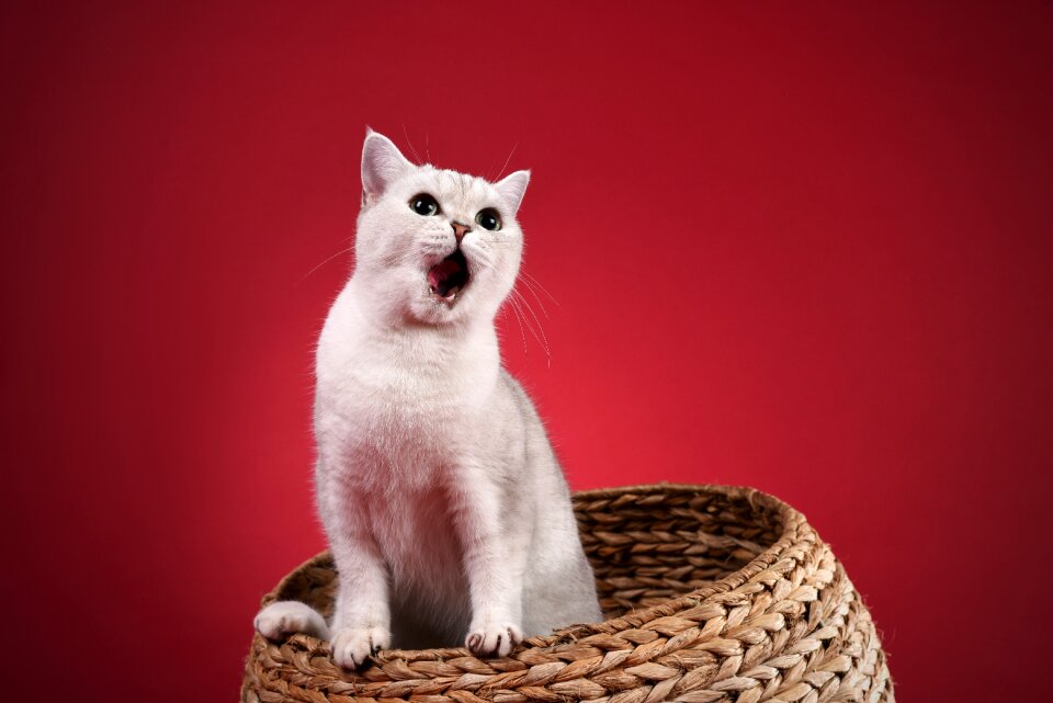 Pets cat Free photos