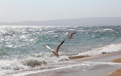 Sea gulls Free photos photo