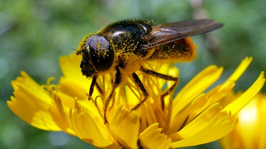 Pollen yellow flower