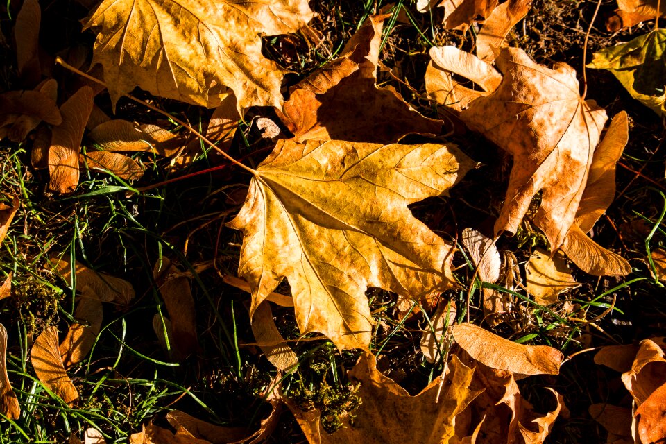 Fall color brown october