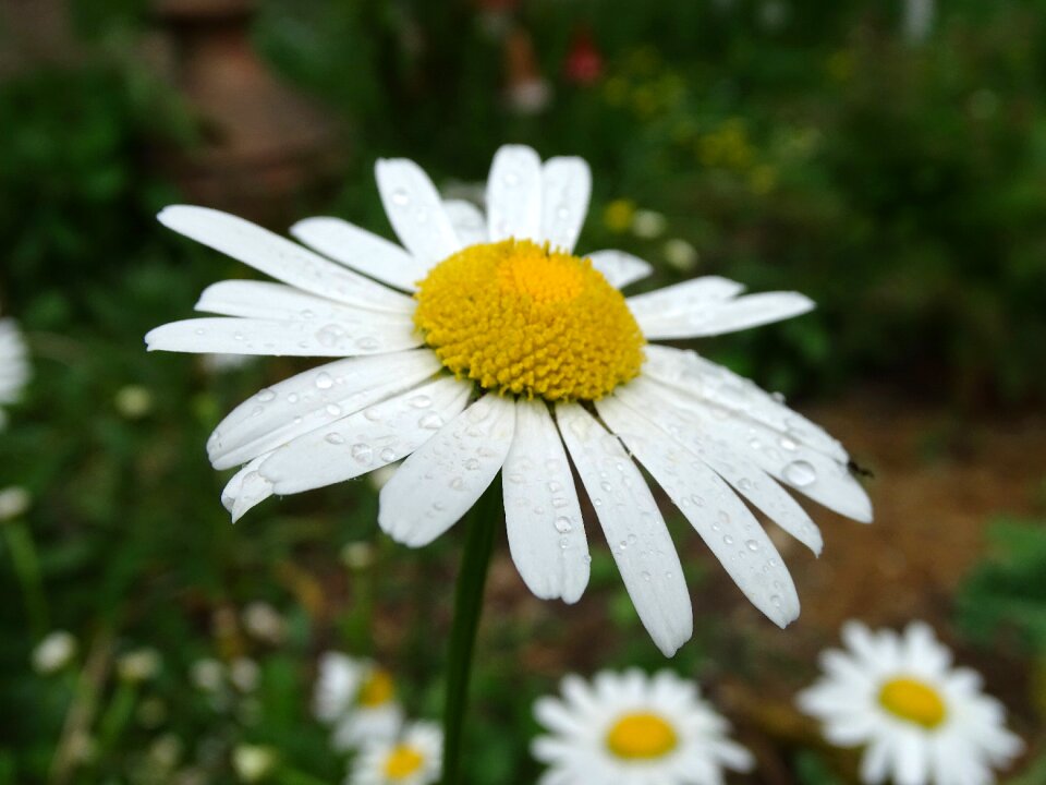 Daisy plant beautiful flower drop of water