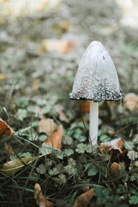 Forest forest floor white