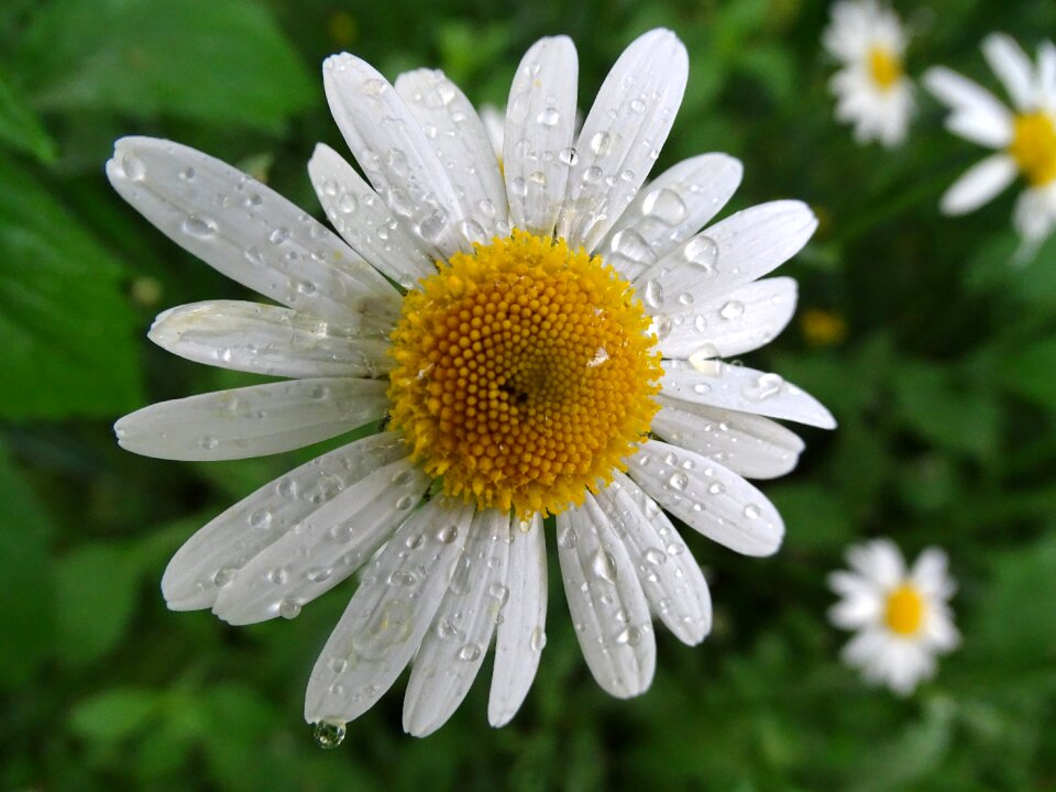Daisy plant beautiful flower drop of water