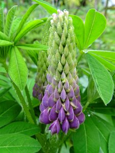 Garden flowers fabaceae lupin leaves photo