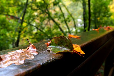 Leaves autumn ribeira sacra
