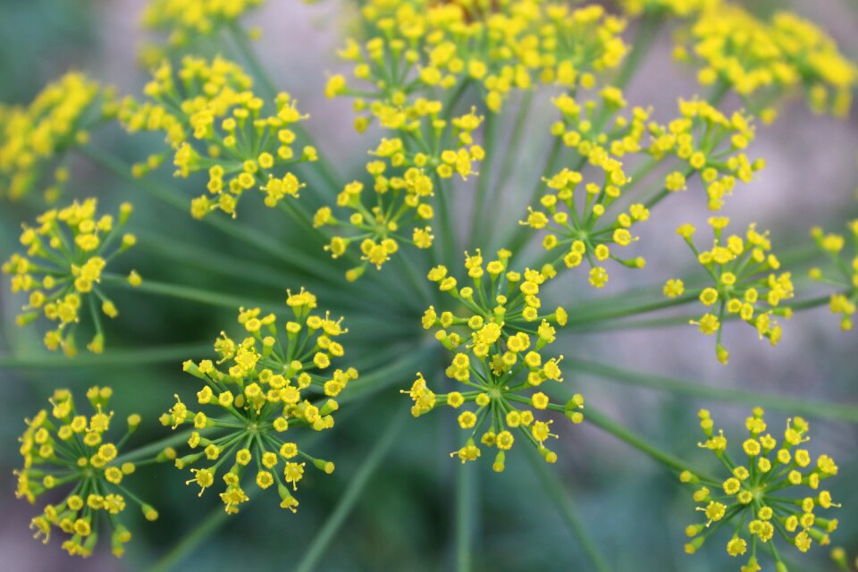 Closeup green umbrella dill