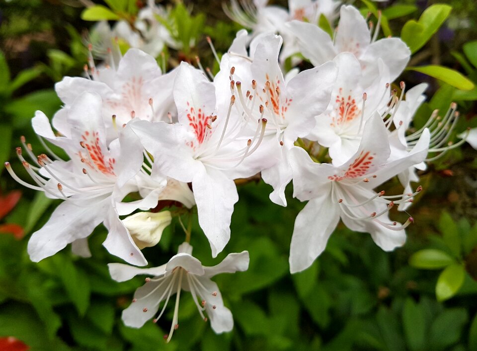 Bloom nature flora