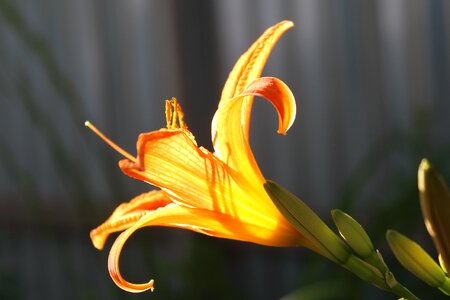 Summer flowers lily bright colors