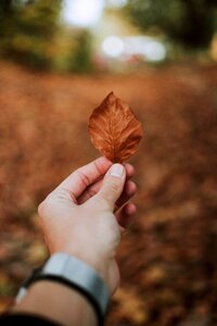 Brown autumn nature photo