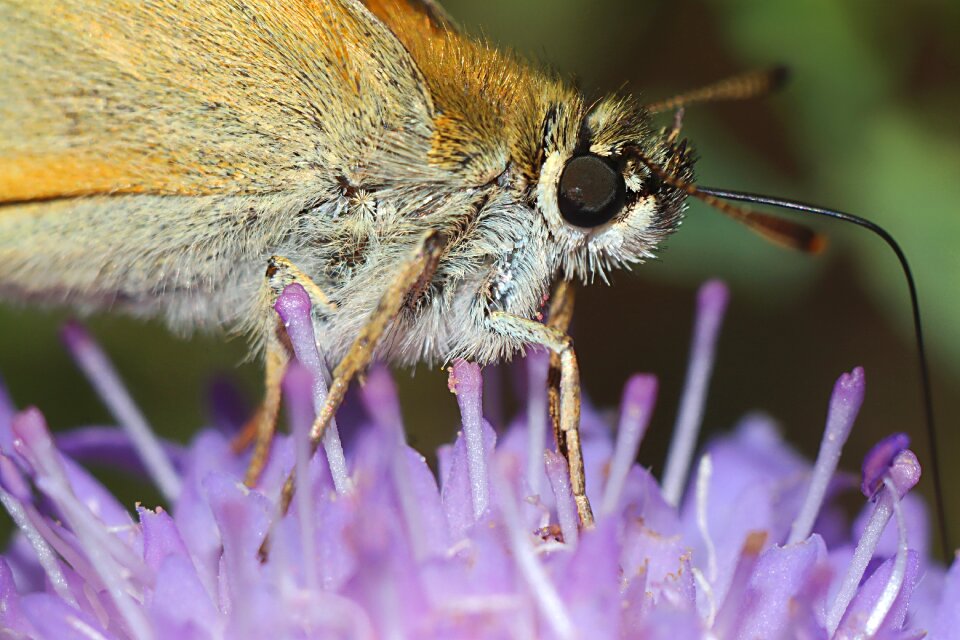 Insect closeup macro