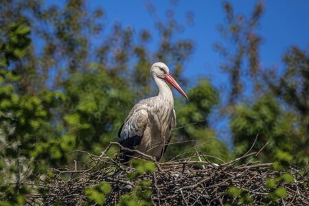 Bird rattle stork bill photo