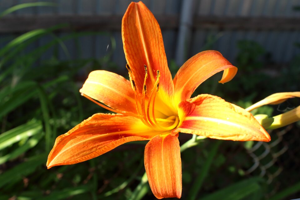 Summer flowers lily bright colors