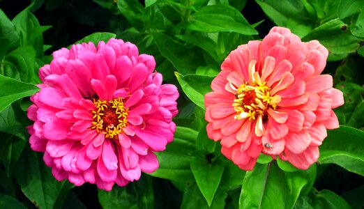 Summer nature garden