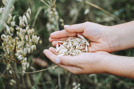 Food grain healthy